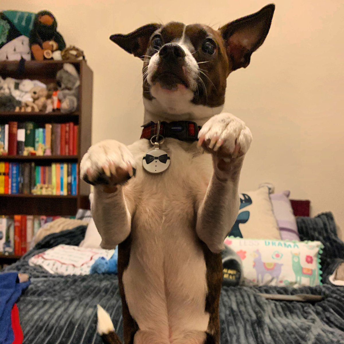 Descendant666's tweet photo. @Crufts  #crufts2020 my Boston terrier cross jack Russel Zoe https://t.co/QO1KeInEJY