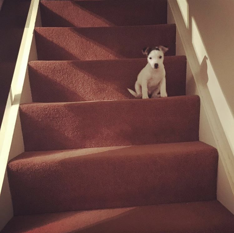 Rhianftw's tweet photo. Oscar, the day he first nailed the stairs! #Crufts https://t.co/rxaE2K3Wes