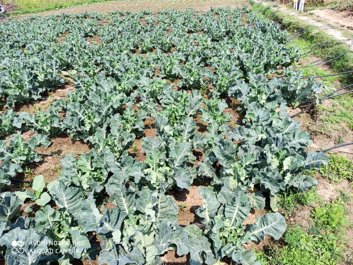 Sangeetkumar88's tweet photo. Drip irrigation system on 5 Ha (total cost- Rs 788171; 90% subsidy) vegetable farm land has been set up in drought affected Barachatti block of Gaya under #SLACC in convergence with Dept. of horticulture.@PritiKumar67 @MoRD_GOI @WorldBankIndia @saravanakr_n https://t.co/c3NZOZFlHd