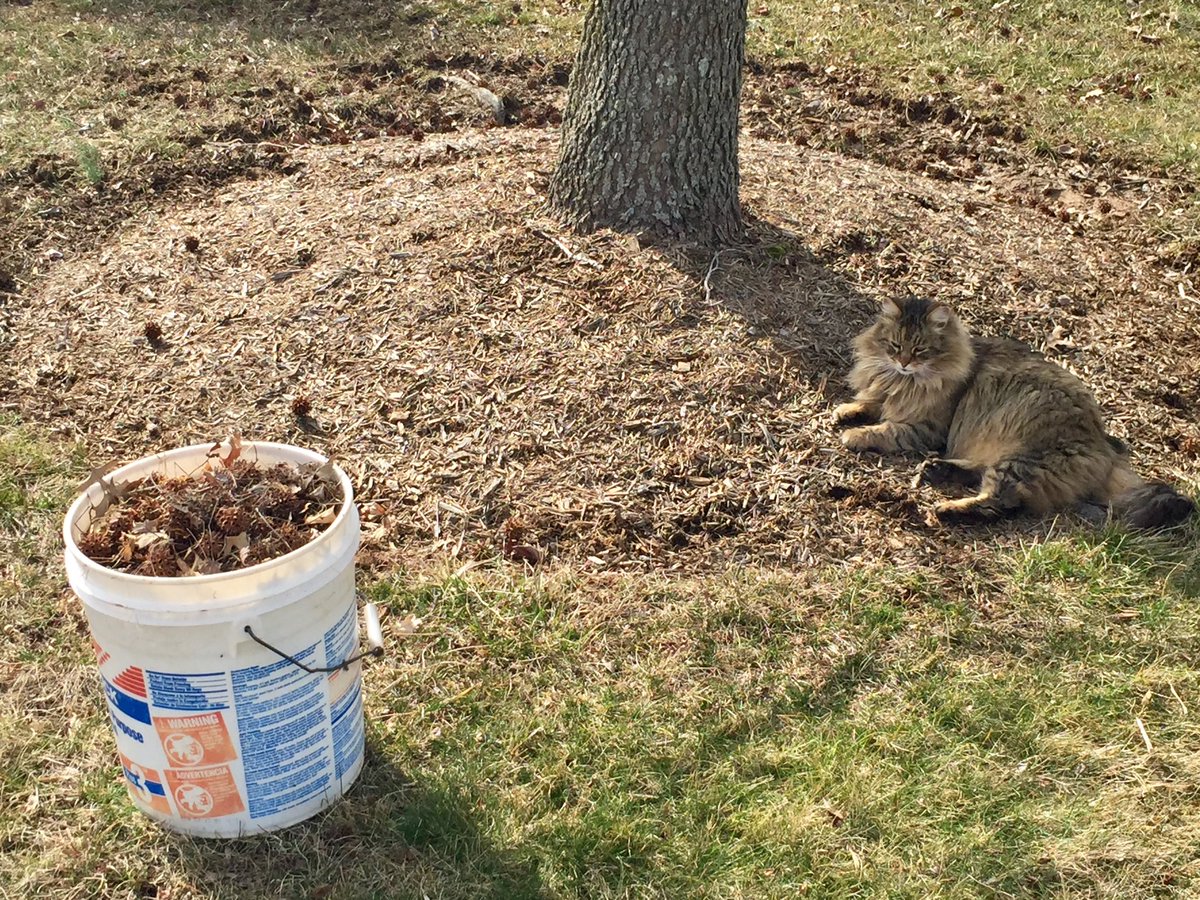 dybrandt's tweet photo. My supervisor! #springyardcleanup https://t.co/gGRIoZ0FC2
