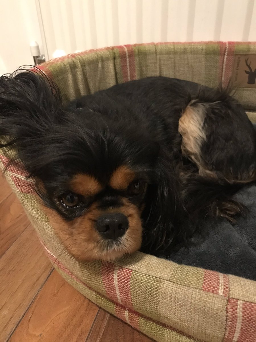 MrsDAJones's tweet photo. @JulieCridland @7video @Crufts @Lauren_Aster @lucy_nash3 @MissEJBrown @Cheryl_aster @Matt_Aster @DebbieCleeton @joanna_capel @AnnaD_Aster @J_Archer25 @claire_seymour2 @CatherineD_Muir @CredidioRachel @Grace_Ogle1 @blackrat999 @Tracytmannion Poppy loves her bed or maybe it’s the radiator! 😍🐶🥰 https://t.co/XYLTbKDXF3