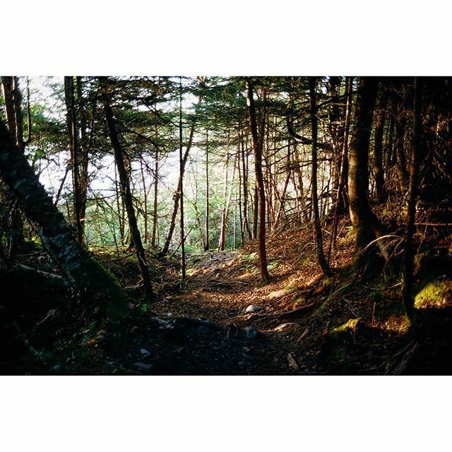 BrianWalsh12's tweet photo. 🌲💡🍃
-
-
📸: Minolta x-700
🎞: Portra 400
-
-
-
-
-
#drivebyfilm #shootfilm #filmisalive #analog #filmisnotdead #canadianfilmphotographers #infilmwetrust #35mm #madewithkodak #portra400 #hiking #hikingadventres
#getoutside #exploremore #wanderlust #… https://t.co/gG7ri4hKoQ https://t.co/dqSGo9YLds