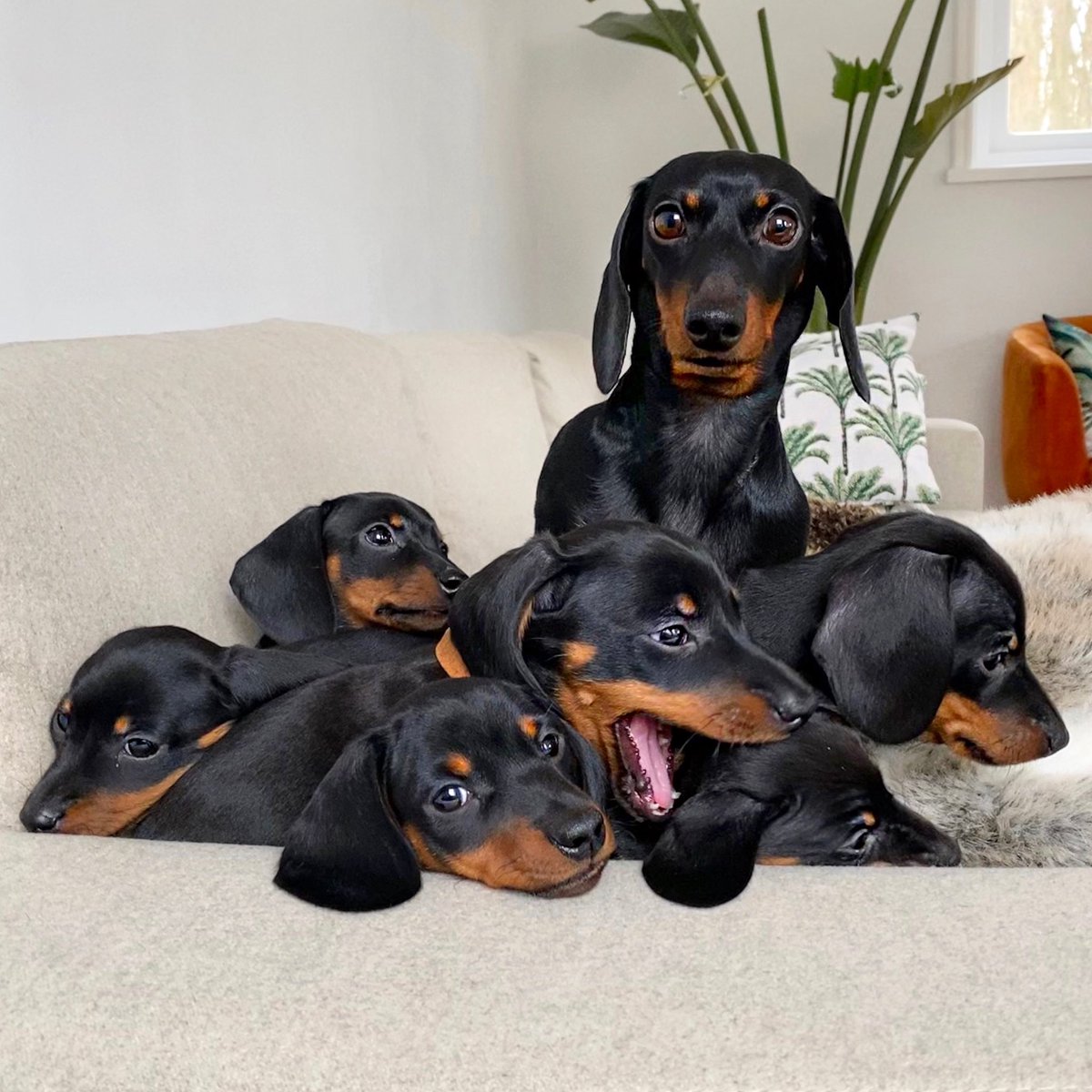 Take a picture with Loulou and her 6 puppies .... haha that was too difficult. Loulou's face says it all: Send help! #puppiesoftwitter