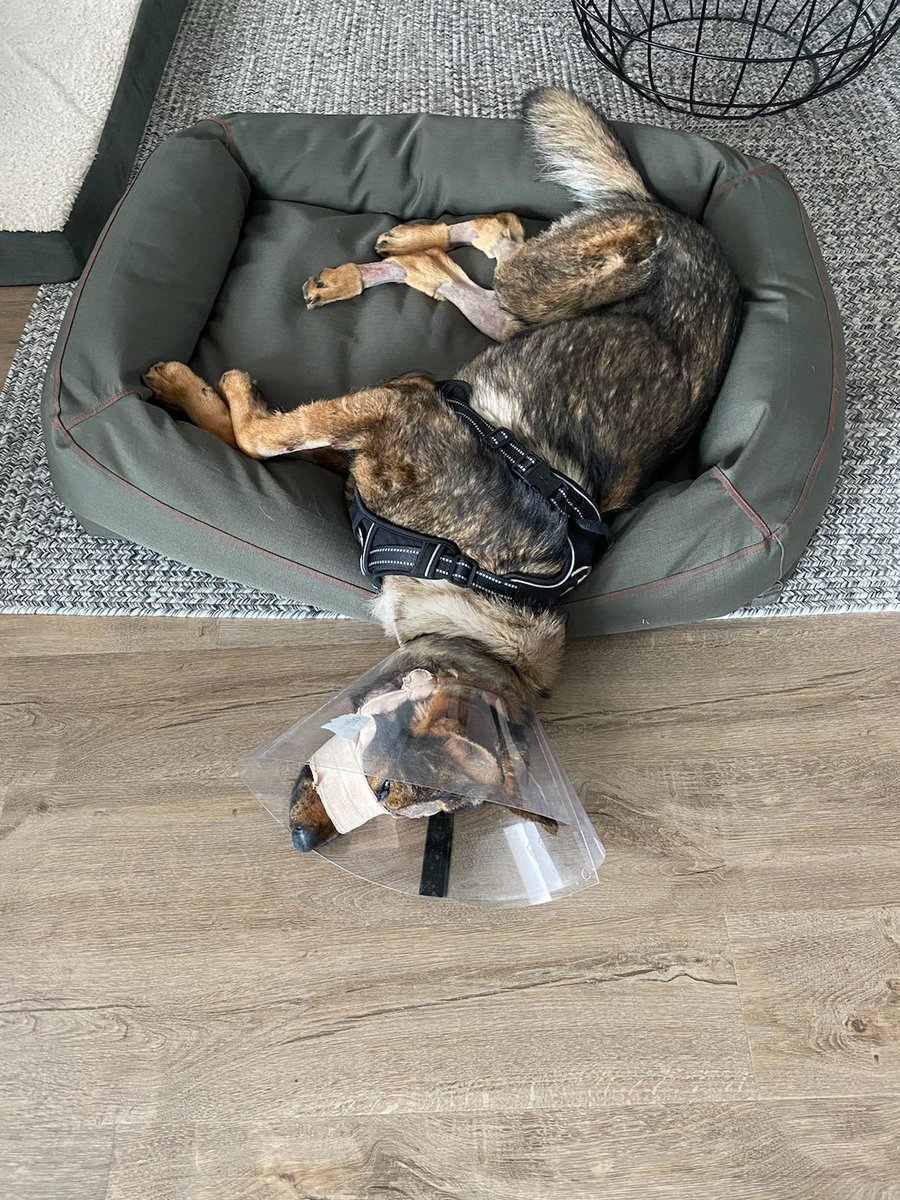 Moses Lake PD (@moseslakepd) on Twitter photo K9 Chief back home, relaxing with his cone of shame. Still likes the hard floor for his hard head! <a href="/BasinK9s/">Columbia Basin K9s</a> K9 Chief back home, relaxing with his cone of shame. Still likes the hard floor for his hard head! <a href="/BasinK9s/">Columbia Basin K9s</a>