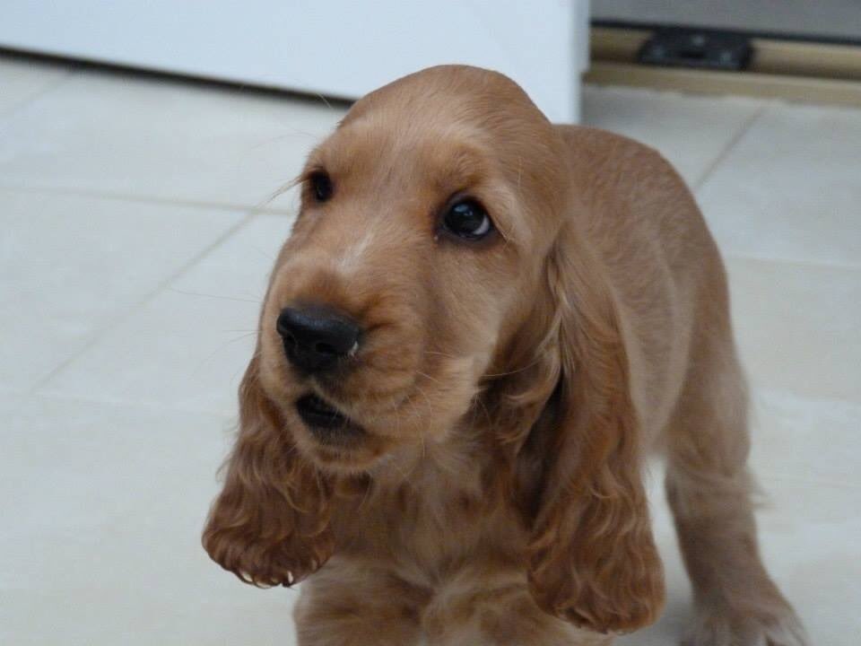 BeckieJJohnson's tweet photo. Archie (kennel club name: Sundae Best), our cheeky cocker spaniel at 10 weeks old #Crufts https://t.co/XH1j7mTk0V