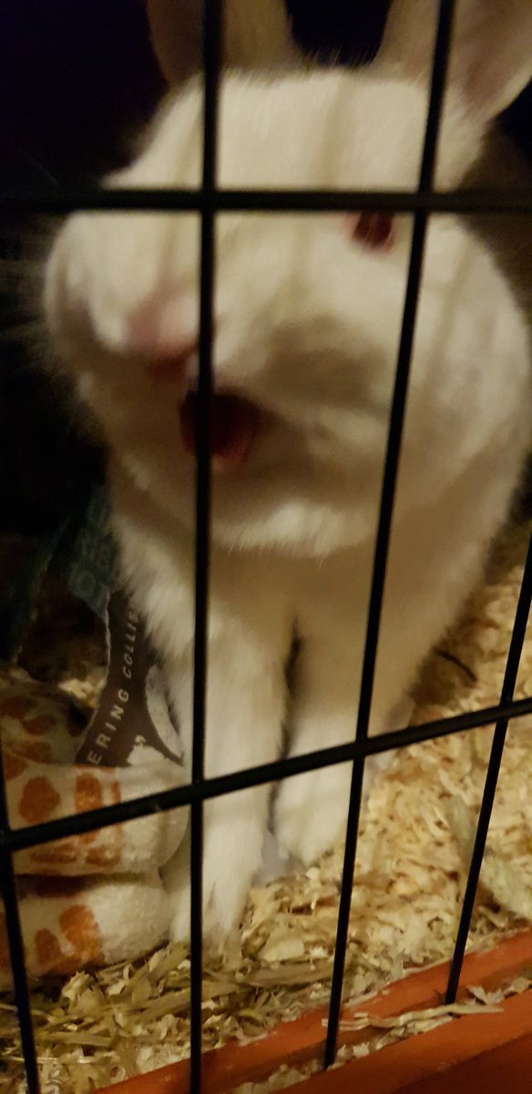 SweeLien's tweet photo. Did I wake you little lady? She was sleeping in her bed when I walked passed and then she yawned .. only taken 8months to take pic her yawning #noeasytask #rabbit #yawning #polishredeye #greyfoxmix lol https://t.co/X2Y5s84iC9