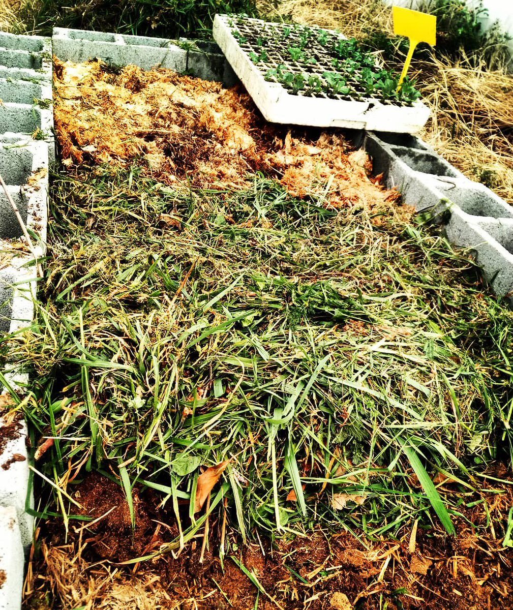 "Cama caliente" para los semilleros de nuestro invernadero. El intercalado de capas alternas acelera la fermentación. Los restos de desbroce aporta nitrógeno, la paja carbono y el estiércol fresco microorganismos. La temperatura aumentará  automáticamente. #préjano #LaRioja #eco