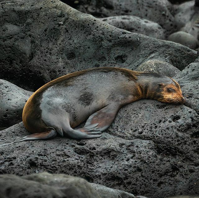 Dan Rice tweet media