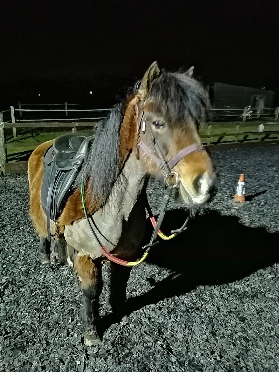 Equitotslanark's tweet photo. Chico back out on arena after his time off from laminitis. Didn't put a hoof out of place, very suspicious 🤔 #gottoloveapony #PoniesRule https://t.co/90DUbVwBm5