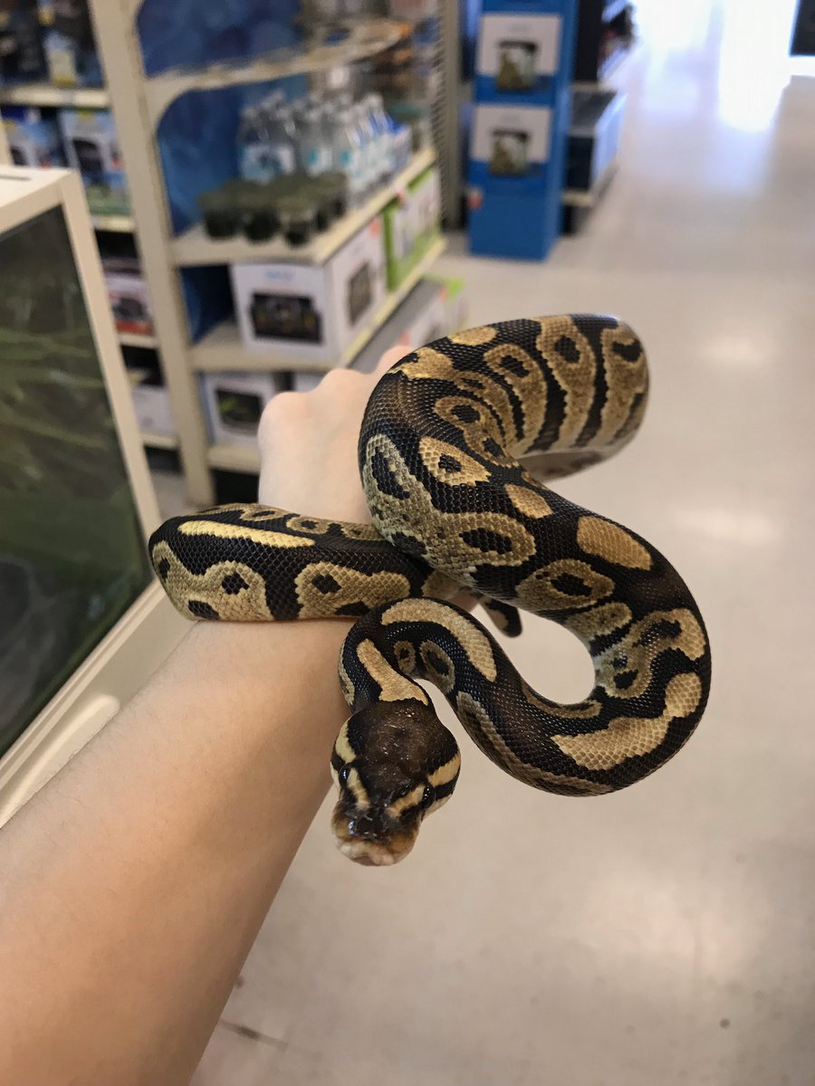 Fun fact : Did you know Ball pythons are named after their natural defensive behaviors since they tend to curl up into a ball with their head toward the center of the ball when threatened! Ask one of our associates to learn more about these beauties! #Reptiles #fortheloveofpets