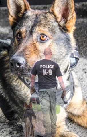 What a beautiful boy! <a href="/k9sofvalor/">K9s of Valor</a>