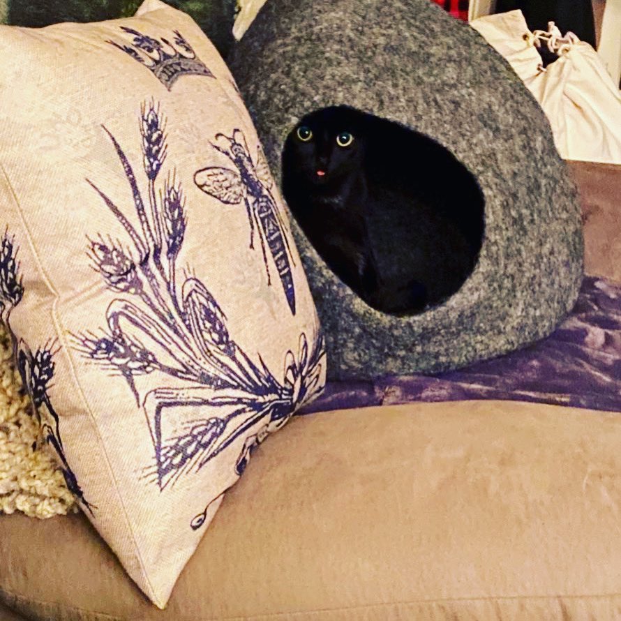 wisperii's tweet photo. Dat #blep tho. #goth #gothkitten #gothcat #thetailsofcypher #cyphertheterror https://t.co/JmYmHYNLUp