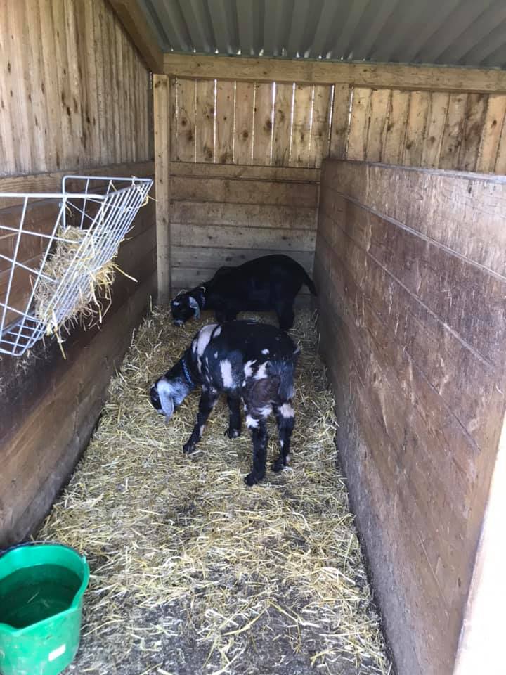 KingslakesDevon's tweet photo. Little helpers lending their hooves on cleaning day before abruptly deciding it's time for a nap. https://t.co/GHr58SmgO6