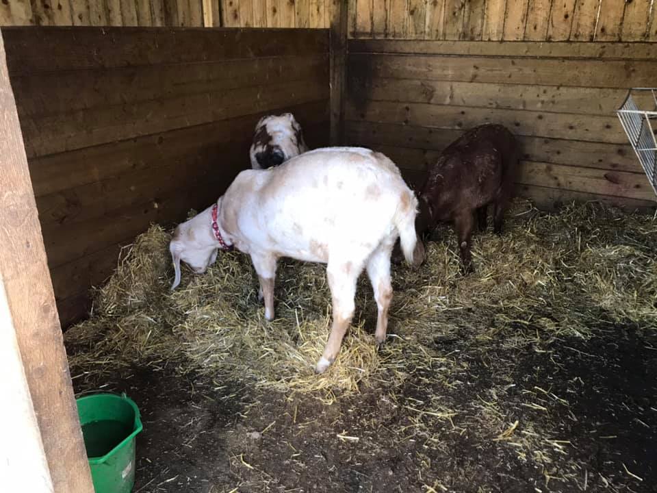 KingslakesDevon's tweet photo. Little helpers lending their hooves on cleaning day before abruptly deciding it's time for a nap. https://t.co/GHr58SmgO6