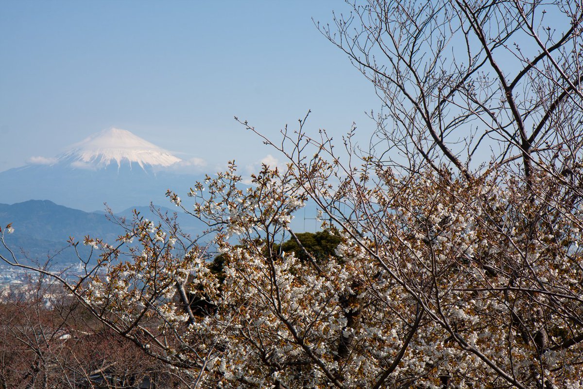 日本平桜