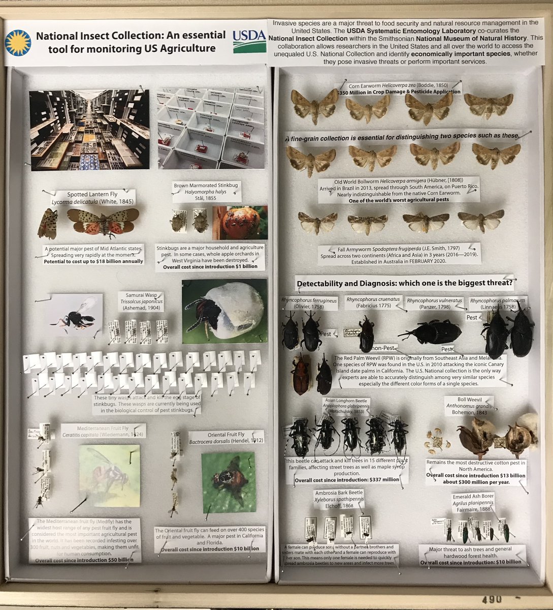 USDA_ARS's tweet photo. Newly created drawer of invasive insect species compiled by ARS scientists to be used by @Smithsonian as representative display at House Appropriations Subcommittee on Interior &amp; Related Agencies. Invasive insects have a huge financial impact on #ag every year. #Sysentlab #NMNH https://t.co/19EXLAZdaP