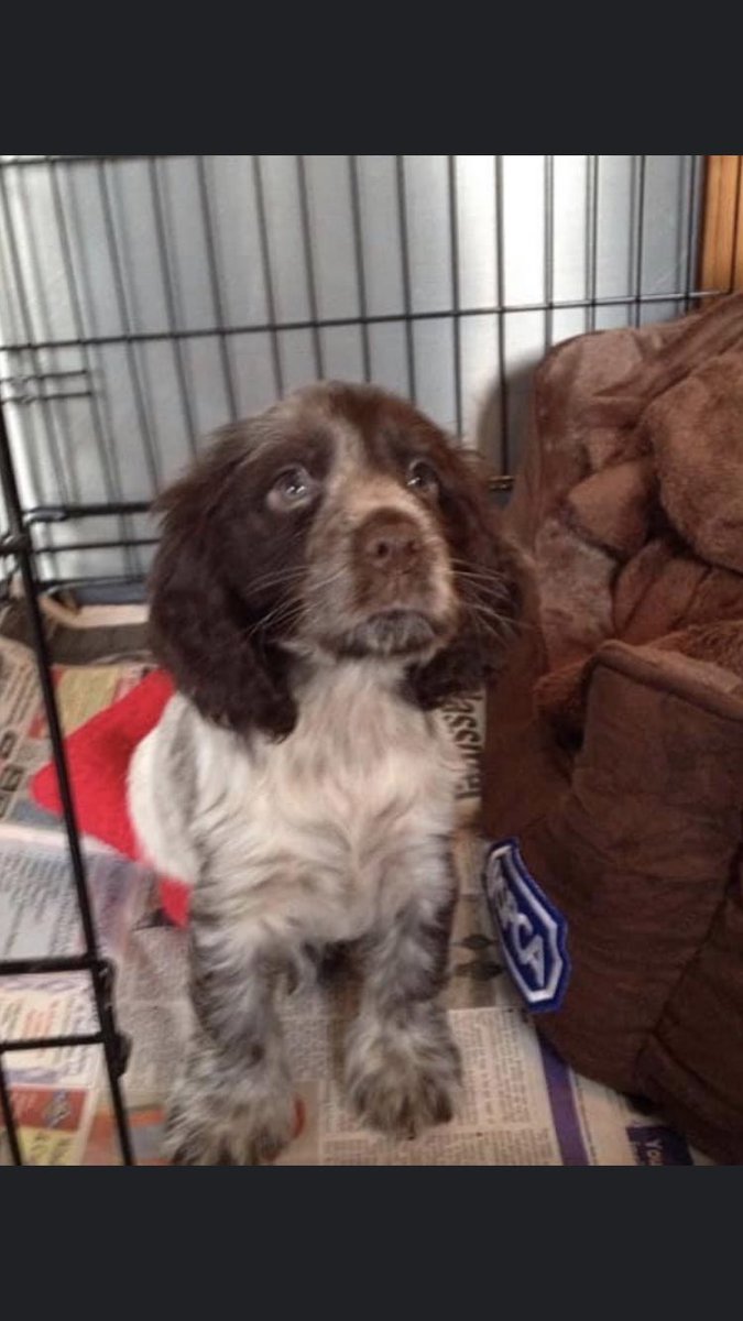 #crufts this is my gorgeous girl Peggy! She’s a cocker spaniel and will be 7 this year! Paula, from Benfleet