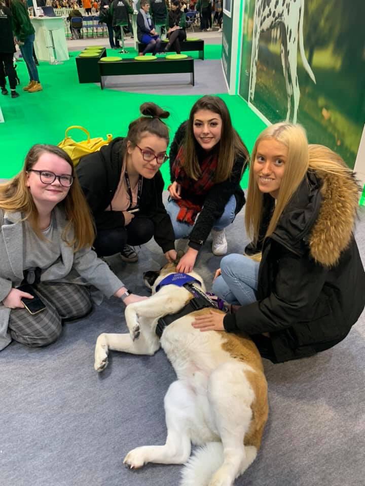 ARWTrust's tweet photo. Chase & Storm did us proud today.
#arealhitwiththeladies #storm #chase #representingthebreed #arwtrust #bestbreed #rescueisbest #adoptdontshop #akitasrock #crufts https://t.co/Z6oHtHoByd