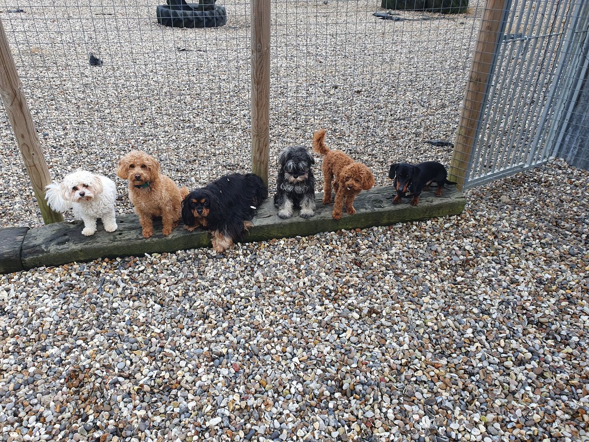canineadvisory's tweet photo. #puppies #crufts2020 socialization at it's best https://t.co/2dSG8c1lXB