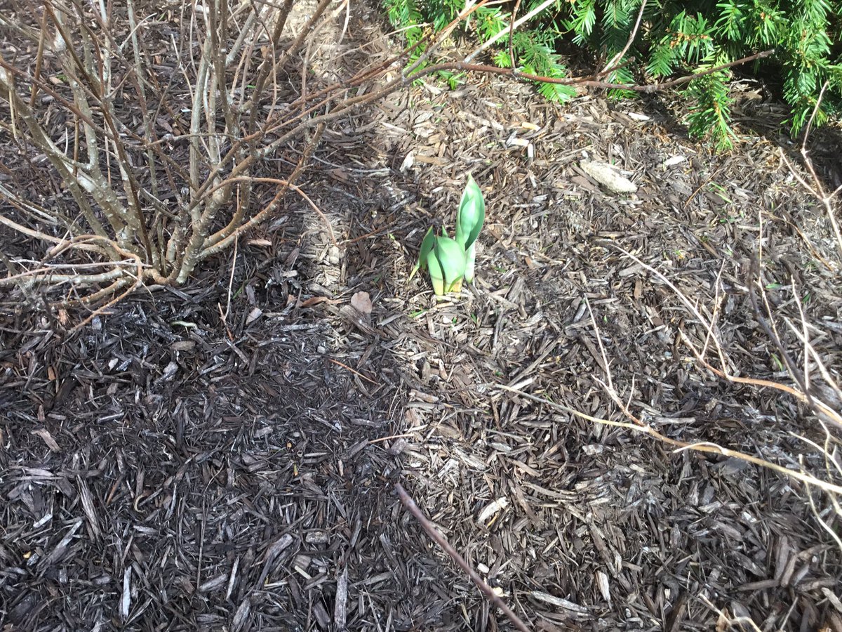 SchlowLibrary's tweet photo. #Spring is #SpringingUp all over, including in our front yard! ๐บ๐ผ๐ธ https://t.co/qhkaCS0AM4