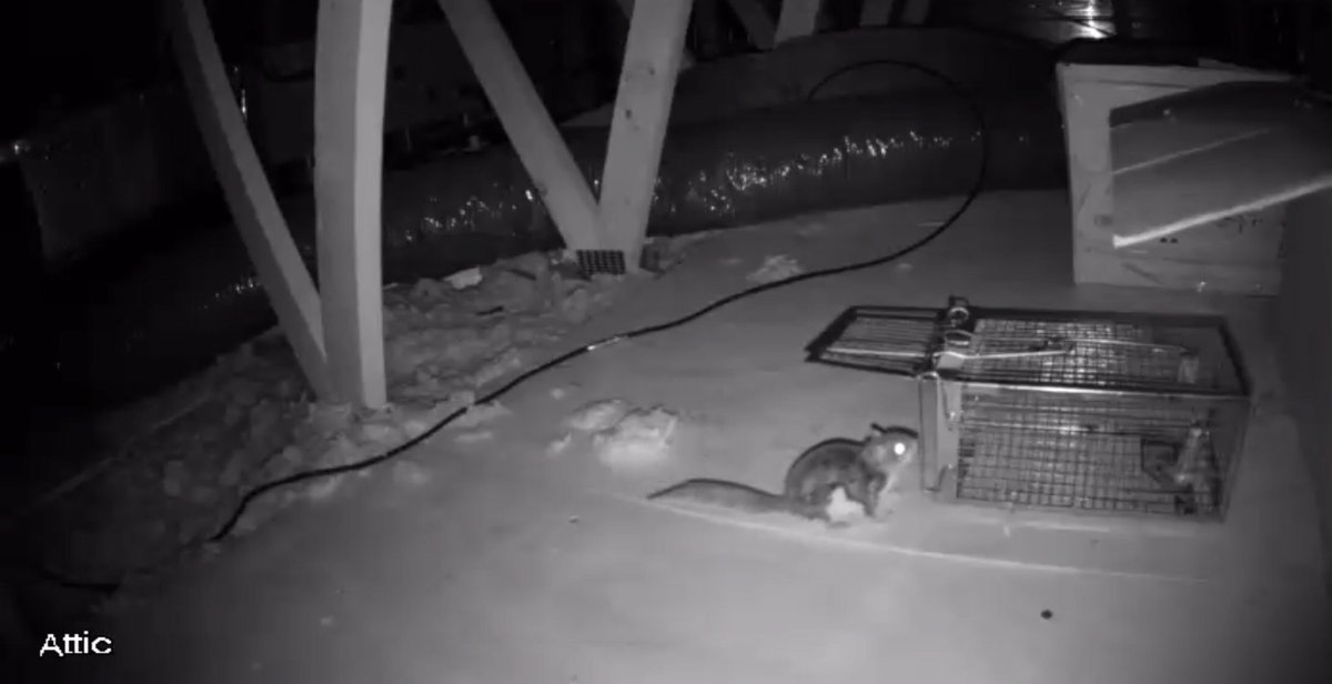 Jitbug1's tweet photo. just caught my eleventh flying #squirrel in my attic (in three days) 😳.  this is getting old... https://t.co/6wZnoPWABb