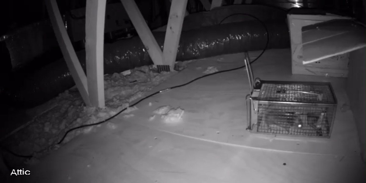 Jitbug1's tweet photo. just caught my eleventh flying #squirrel in my attic (in three days) 😳.  this is getting old... https://t.co/6wZnoPWABb