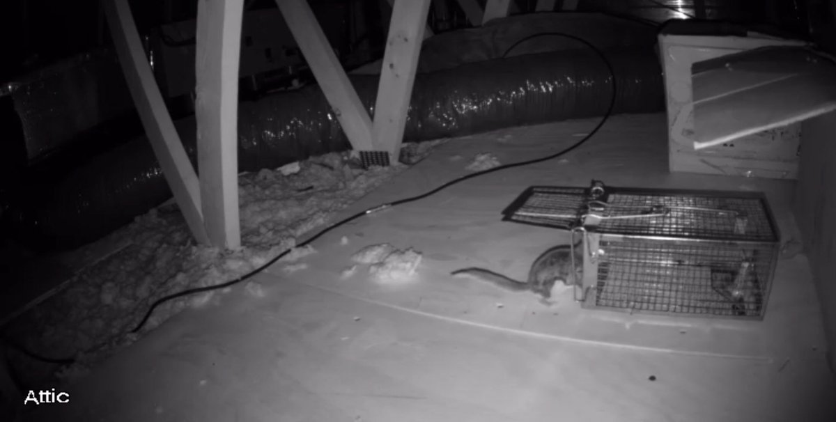 Jitbug1's tweet photo. just caught my eleventh flying #squirrel in my attic (in three days) 😳.  this is getting old... https://t.co/6wZnoPWABb