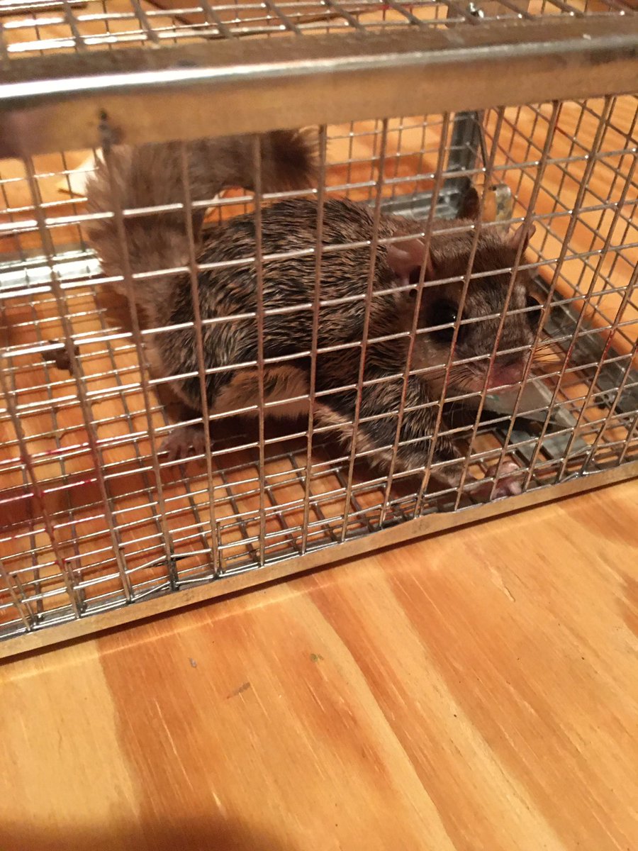 Jitbug1's tweet photo. just caught my eleventh flying #squirrel in my attic (in three days) 😳.  this is getting old... https://t.co/6wZnoPWABb