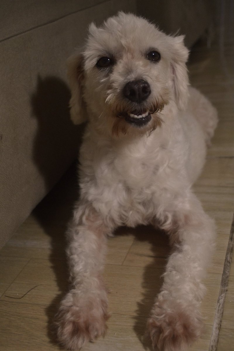 luvianass's tweet photo. Dia 15 a Lily faz 7 anos. Fiz um book pra ela hoje https://t.co/ZyDMvZASgv