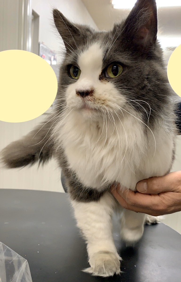 ソレイユ 猫ちゃん保護しています 今朝 会社に迷い込んできました 長毛種で ブラッシングもしてあり 爪も伸びていないので 飼い 猫の可能性が高いです この数日のうちに迷子になってしまったかと思います とても人懐っこい子です 名古屋市南区です