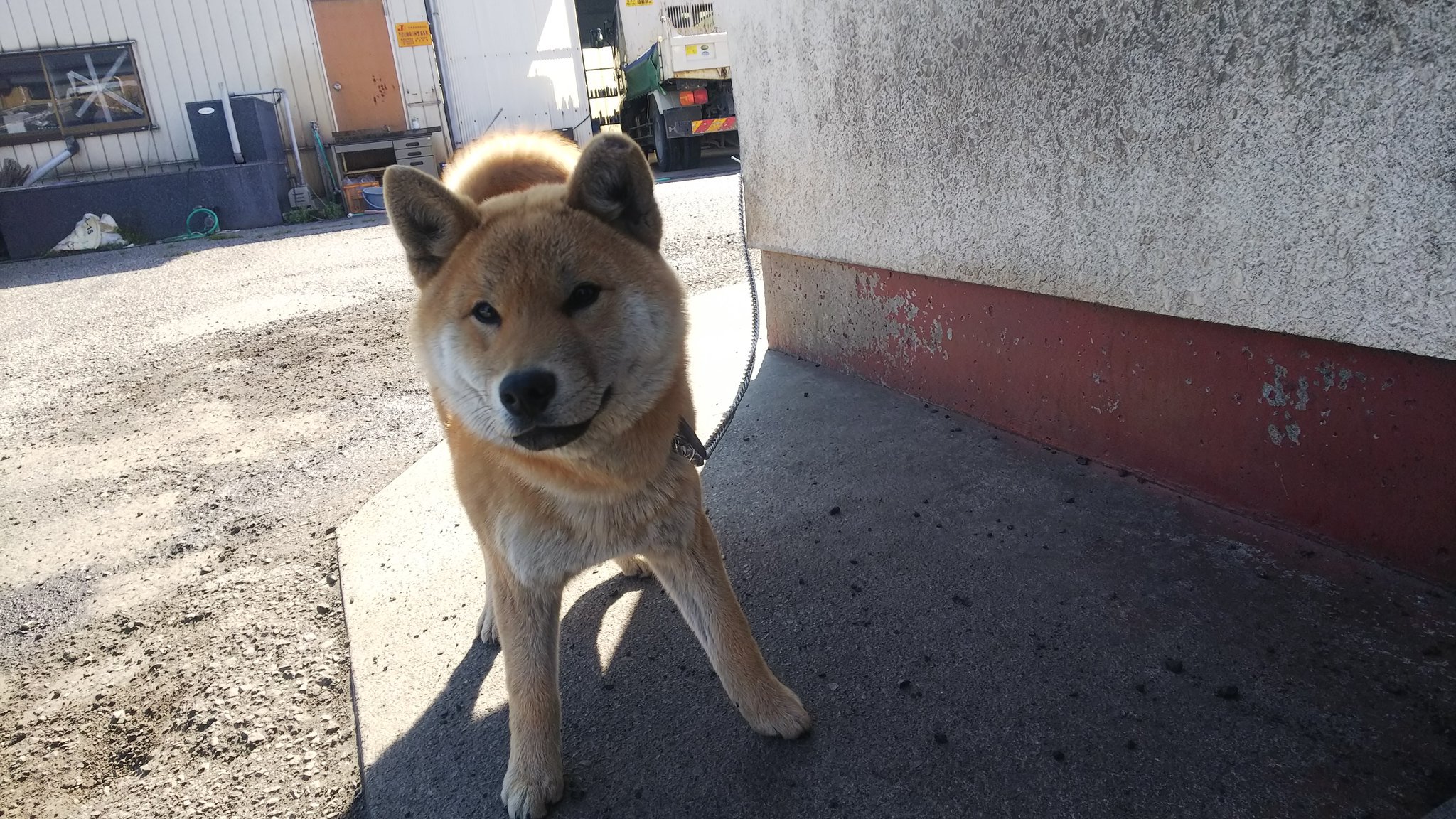 Yukie 柴犬と甲斐犬のミックスのゴンタ君 まだ子供 柴犬 甲斐犬 T Co Zg4z9aujhi Twitter