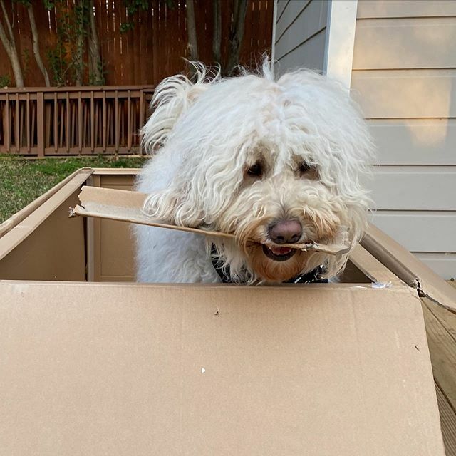 KirkTheFloof's tweet photo. Step 1: open a box
Step 2: get in the box
Step 3: bite the box??? https://t.co/130sb6iKNE https://t.co/x5kUd09eoA