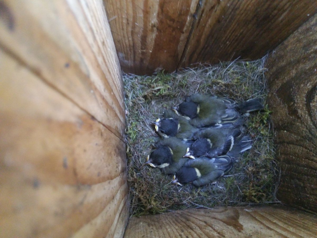 Please RT: Funded PhD position on host-#microbiome associations in wild #birds in my group in Finland. DL 2nd April, start date autumn-winter 2020. More info sites.utu.fi/ruuskanengroup/ Come and work with great people and great birds!