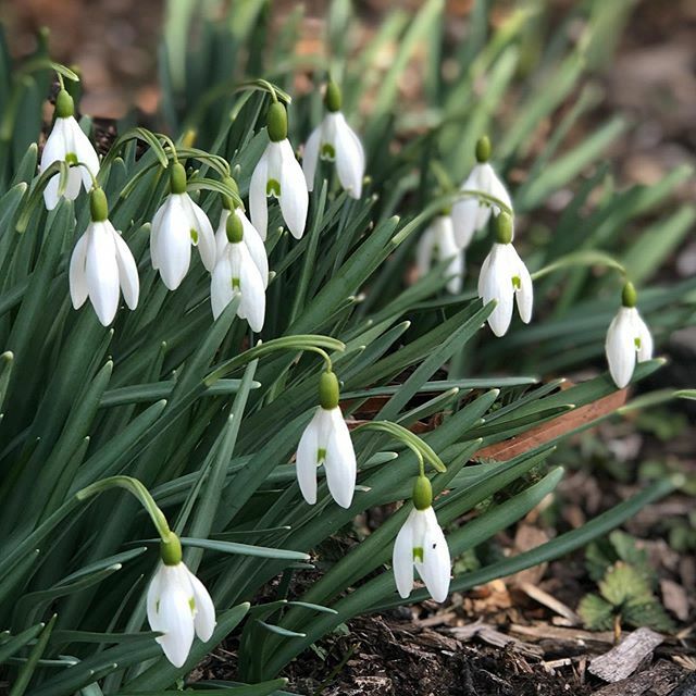 freshfancyfarms's tweet photo. in spring there’s hope. https://t.co/qlK4lVc3mC https://t.co/g9frKZzGas