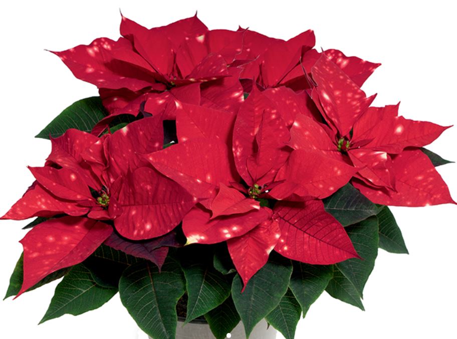 BallColorLink's tweet photo. #Poinsettia Rebooking Reports going out soon
Keep #ChristmasMousePoinsettia and #SkystarPoinsettia in mind when ordering this year! Both #supercuties, both #standouts, both #showstealers! Both waiting for you to order them!!
#SelectaOne #BallHorticulturalCo https://t.co/ikkNU1GTeD