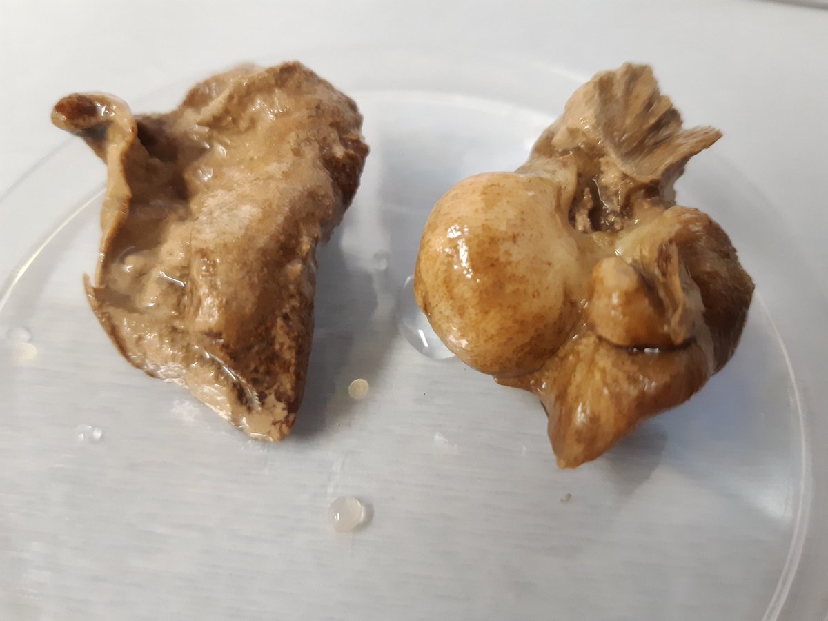 Brought up some cool bones. Probably ear bones of some kind of cetacean! #abyss2020