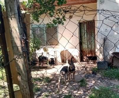 ProyectoHocico's tweet photo. URGENTE Gral Rodríguez,  son más de 30 animales sin castrar, la denunciante dice q los adultos se comen a los cachorros.
Se necesitan hogares de tránsito para los cachorros y ayuda económica para qué los evaluén la veterinaria y luego vayan castrando
1138832994 
@lizytagliani https://t.co/WB2GA4e6Kr