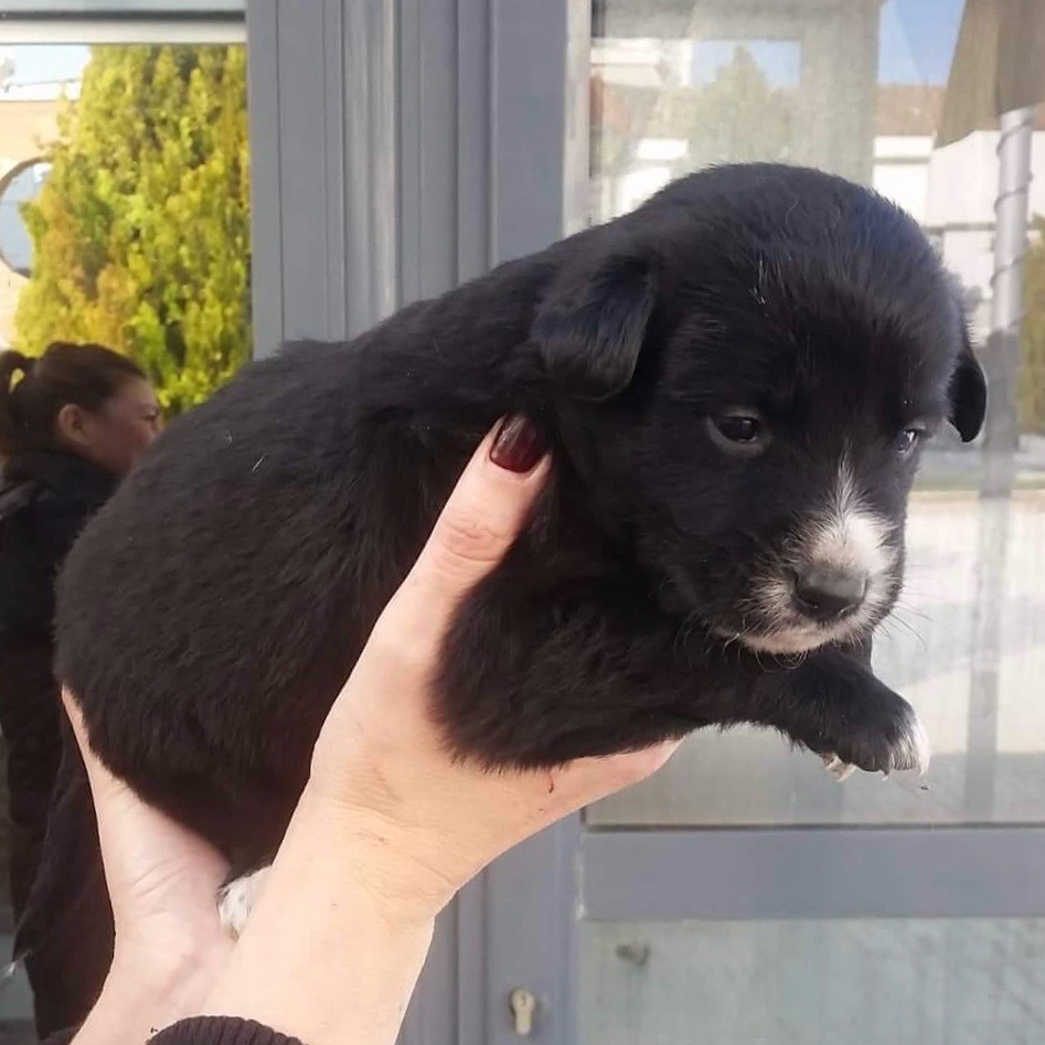 Crohnoid's tweet image. Rescued from a street on a Greek island.....

....a year later he's grown up a bit and living in the UK

#Crufts #Crufts2020 #growedup