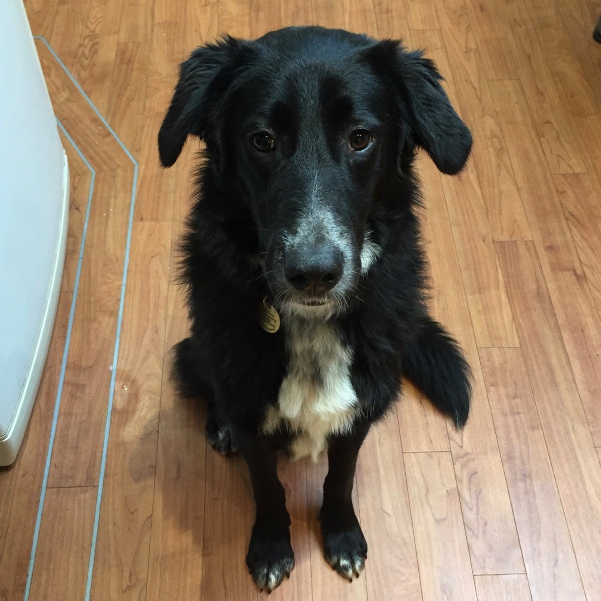 Crohnoid's tweet image. Rescued from a street on a Greek island.....

....a year later he's grown up a bit and living in the UK

#Crufts #Crufts2020 #growedup