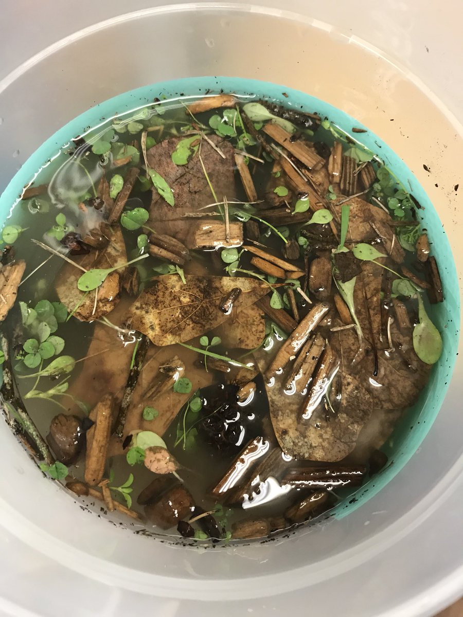 MahanJamie's tweet photo. Who knew the Engineering Design Process was SO MUCH FUN!?!?  Learning about clean water and experimenting  with different materials to design water filters! 🤗👍🏻❤️💦 #multiagerocks #lufkinlearns https://t.co/lLBuawU0uj