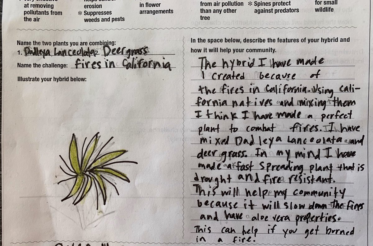 MUSEGlobalCA's tweet photo. 7th graders have been working hard at their entries for a Scholastic competition to create their own hybrid of 2 CA native plants to help solve a problem in their community. Their ideas are so innovative!ย ย #getmused #museschool #nativeplants #scholastic #innovation https://t.co/zf5QK05EXh