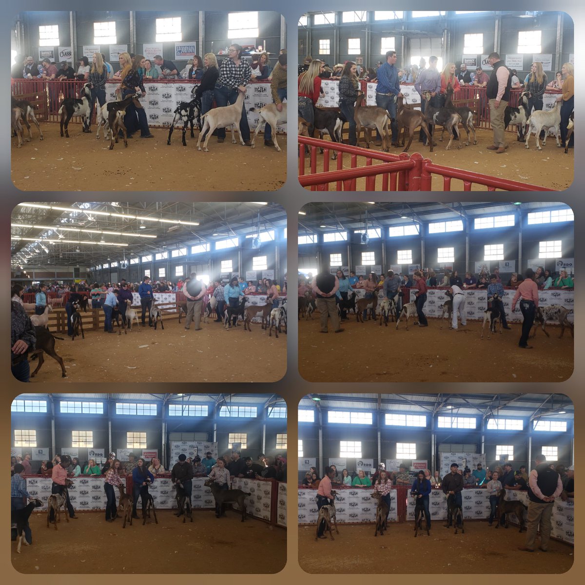 MrsLBrandes's tweet photo. #tcjls dairy wether show. @BSCTFFA @EMSISD_CTE #emsproud https://t.co/qJ82EoBj3x
