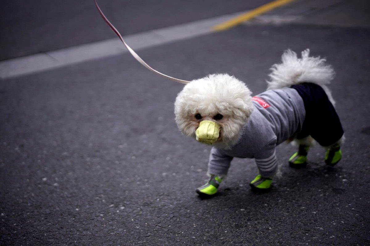 NoAnimalPoachin's tweet photo. A dog has..‘lowlevel’ c'onavirus infec'n
A pet..HKong..“lowlevel” infec'n..c'onavirus..causes covid19 in p'ple..mayB..1st known human2animal transmis'n..novel c'onavirus..sicke'd > 90,000 p'ple w'dwide.
..has raised..specter..dogs m'htBswept in2the epid'ic.https://t.co/3N0rhTqLSz https://t.co/PTman7GvGH