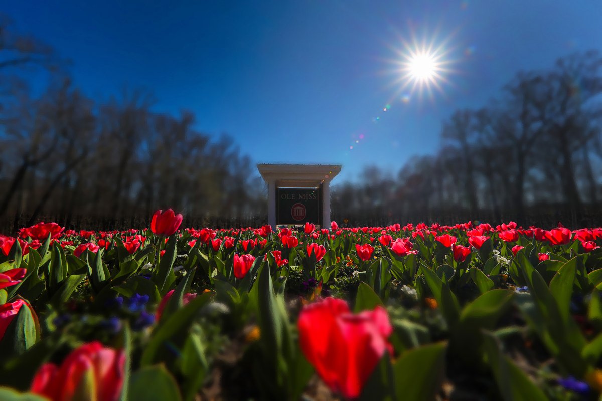 OleMissPix's tweet photo. Ole Miss in Bloom.

March 5th, 2020. https://t.co/WsT2NjS0TU