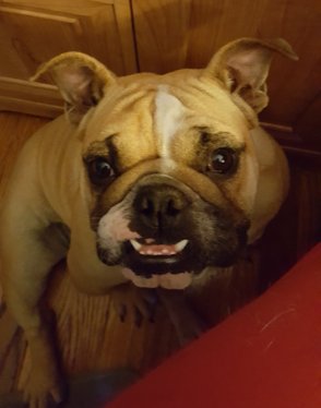 We lost our quasi-official mascot today. Raspberry was born with a heart defect and lost her battle with congestive heart failure which became a major issue just before Thanksgiving. She was 28 months old (2 years 4 months). She will be missed. Her successor will be revealed soon