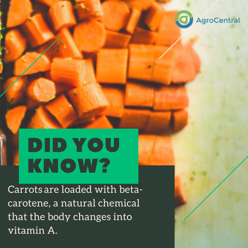 Carrots are loaded with beta-carotene, a natural chemical that the body changes into vitamin A.