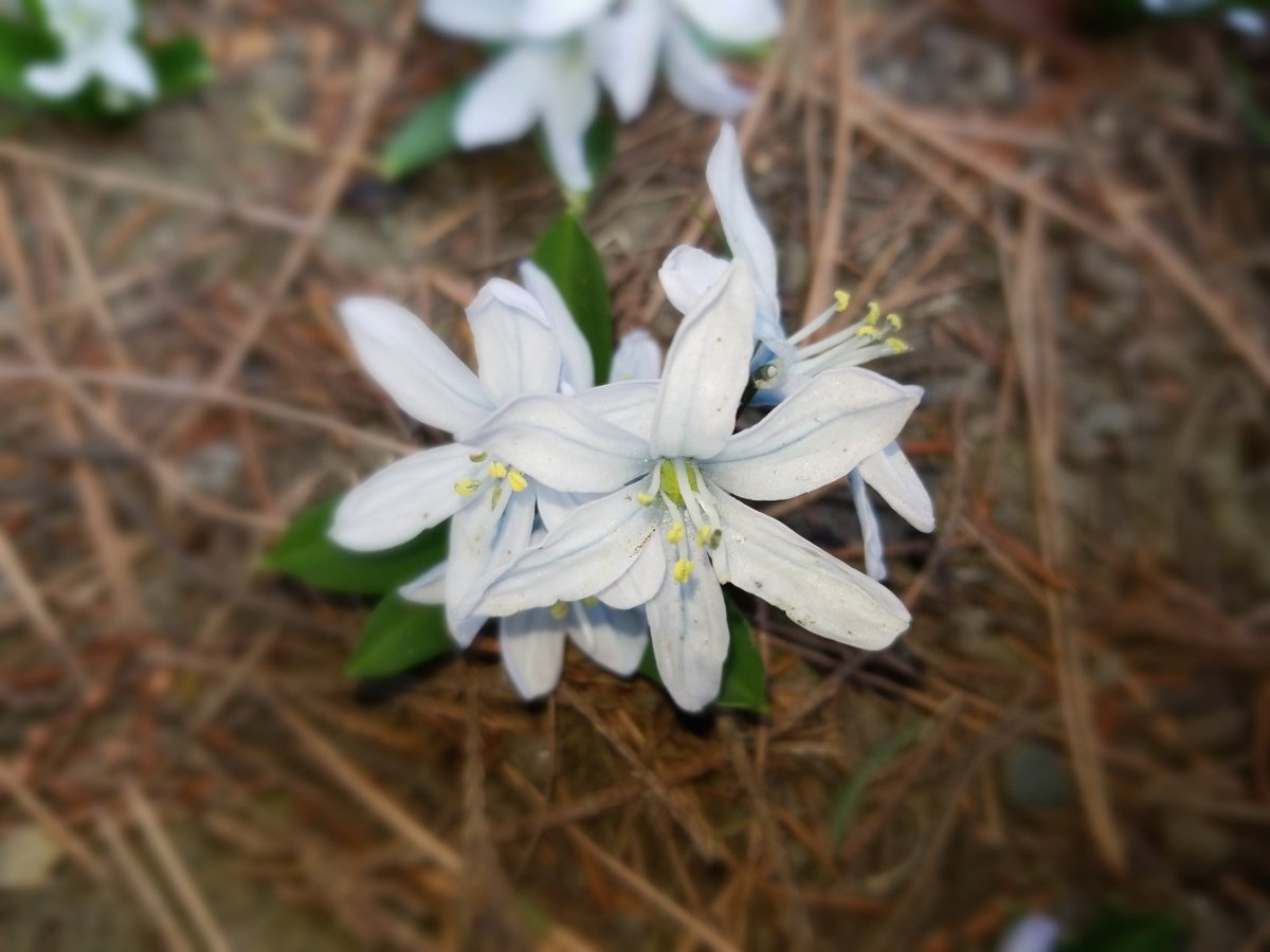 花言葉は純粋