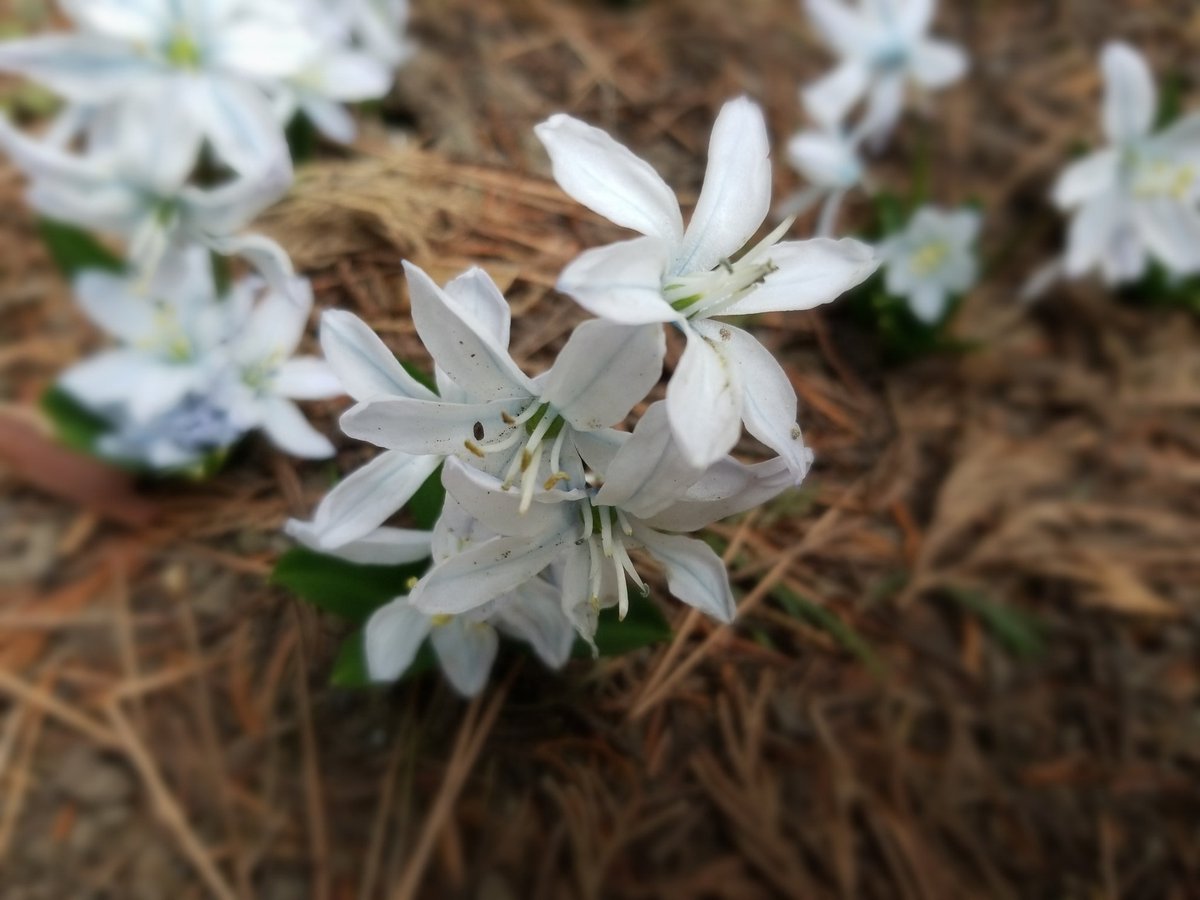 花言葉は純粋