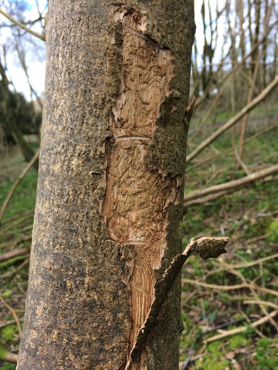 lesserspotnet's tweet photo. Will Lesser Spotted Woodpeckers benefit from Ash dieback? We recently found Great Spots feeding on bark beetle larvae in these dead Ash trees in Sussex, where Ash dieback is rampant. Will Lesser Spots find this new food source - we hope so, see our blog  https://t.co/L0QouNhLUF https://t.co/f1vKiqRbQU