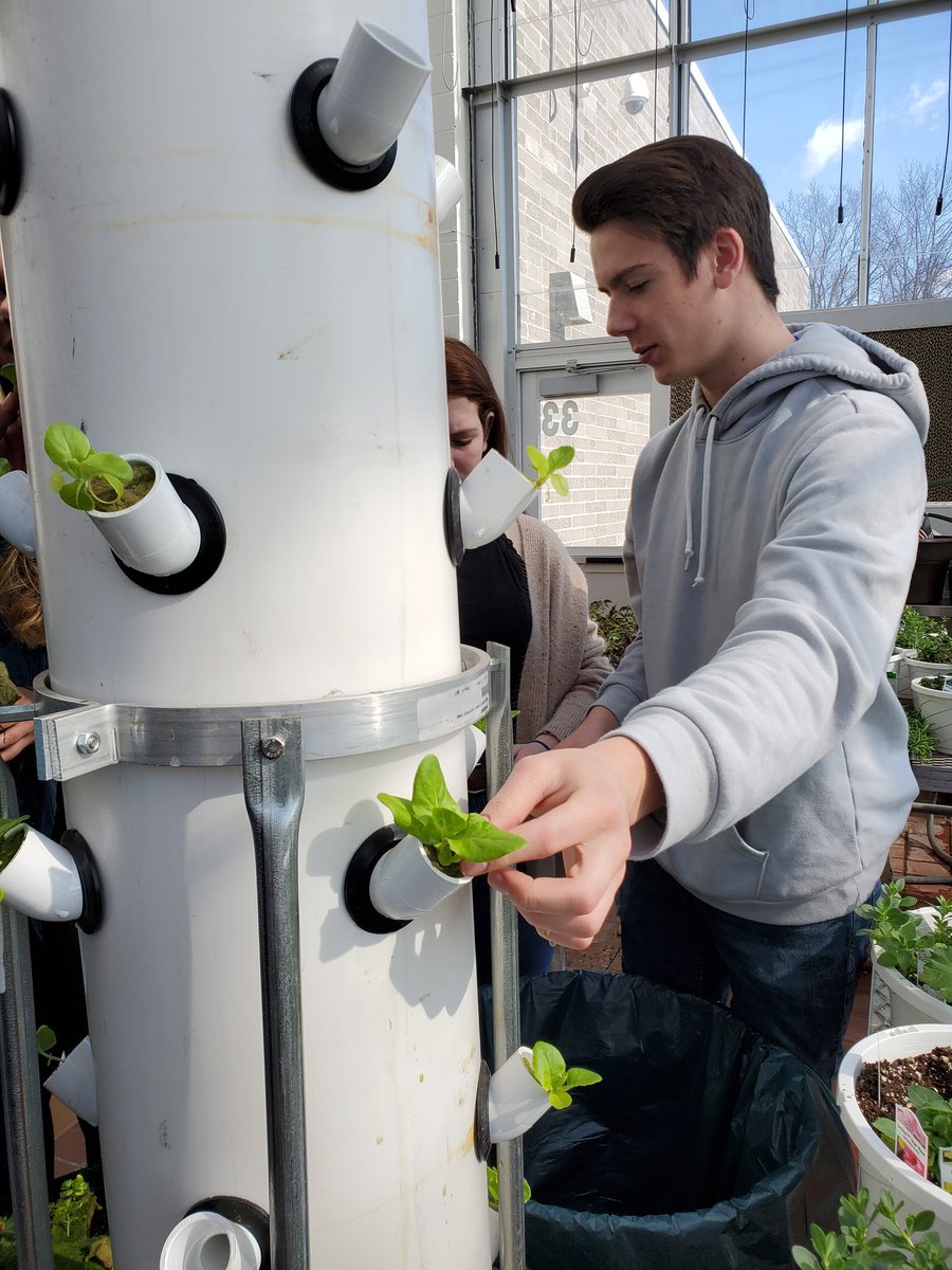 Jesse096230's tweet photo. Students in Honors Plant Science started seeds in rockwool & they are finally ready to put in the aeroponics system! Students in O.H. 1 planted vegetable seeds as they are learning about plant types, habits, and reproduction๐ฑ
#teachag #plants #science #handsonlearning #messydays https://t.co/uEKC3qEgA5